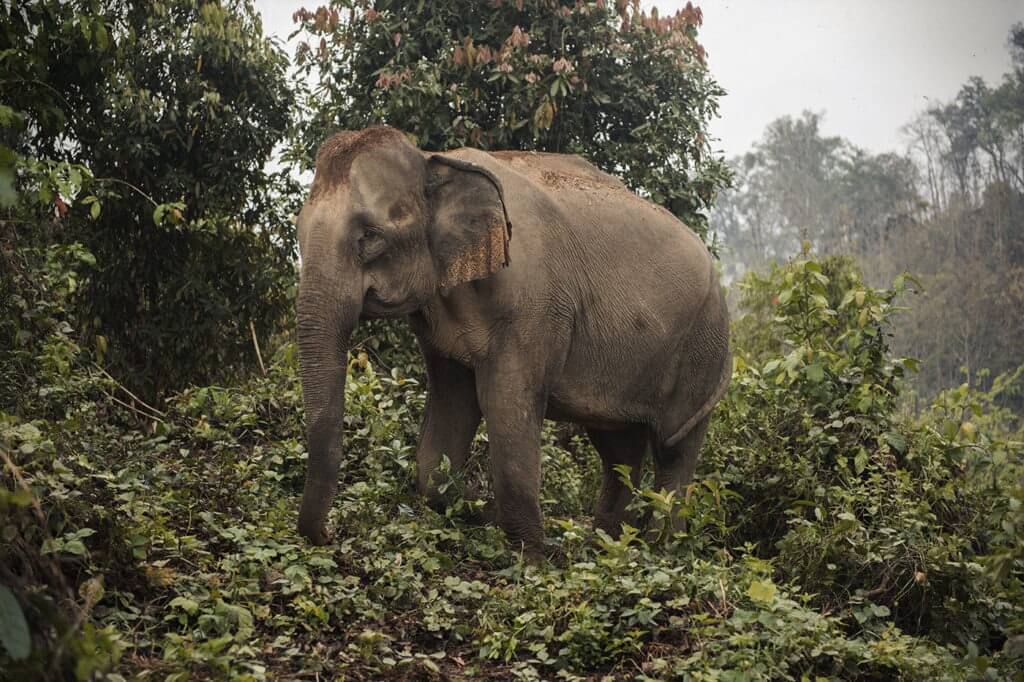 Mae Khoun Song, a former logging elephant, had many owners before she was finally sold to the Center.