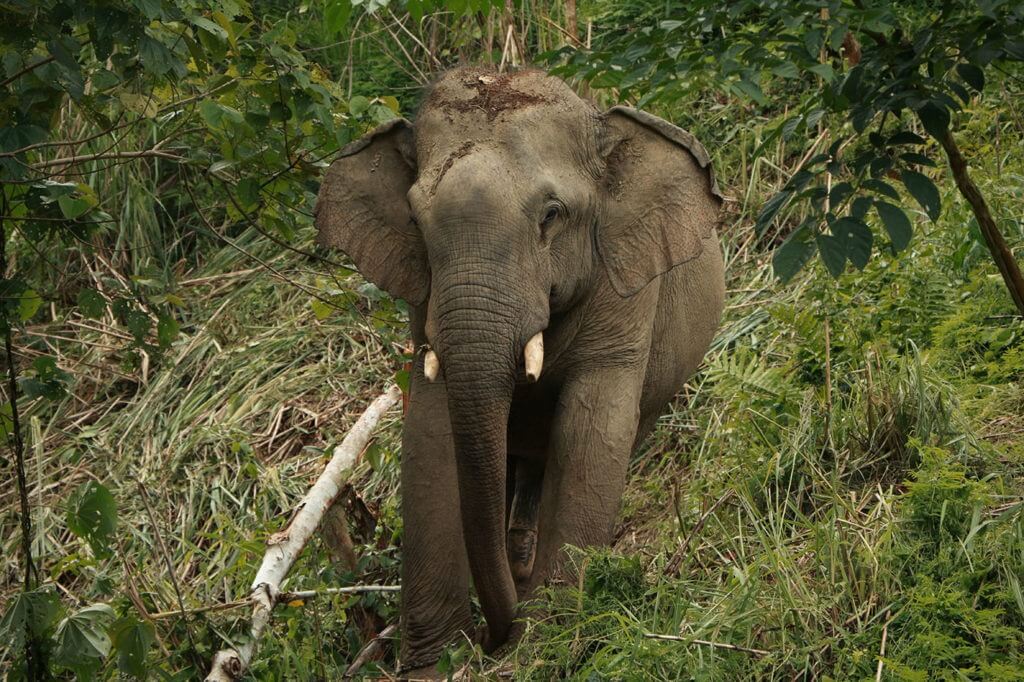 Boun Pheng is a tall energetic tusker