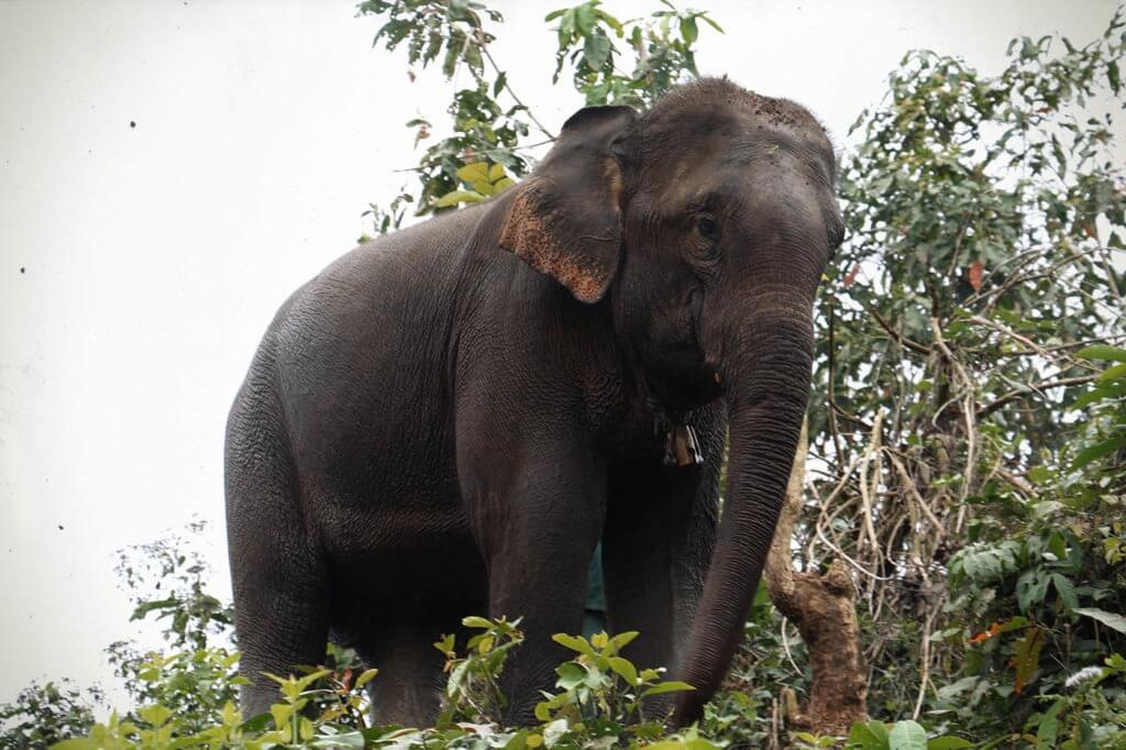 Dor Kham Song is a young calm tuskless male thought to be Mae Boun Nam's Son that was abused when trained for circus tricks.