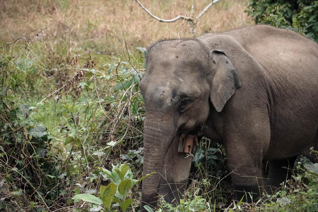 Dor Khoun Meuang is a young tuskless male that was rescued from an illegal trafficking operation involving a Middle Eastern Zoo.