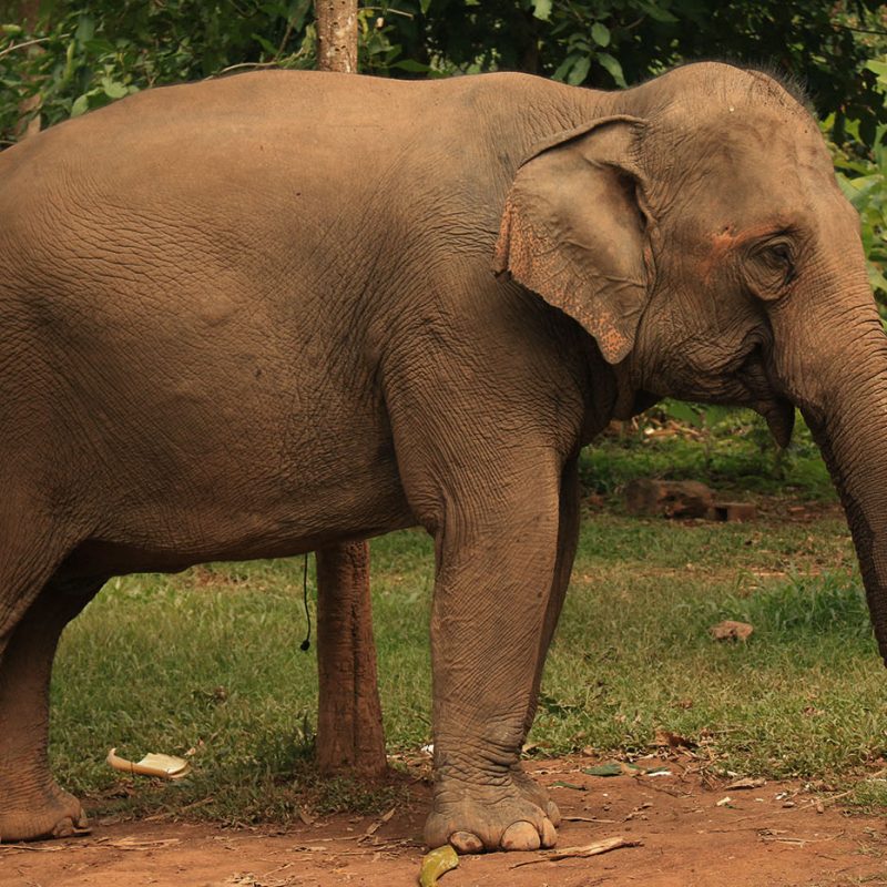 Side view of Mae Boun Nam at the Elephant Conservation Center