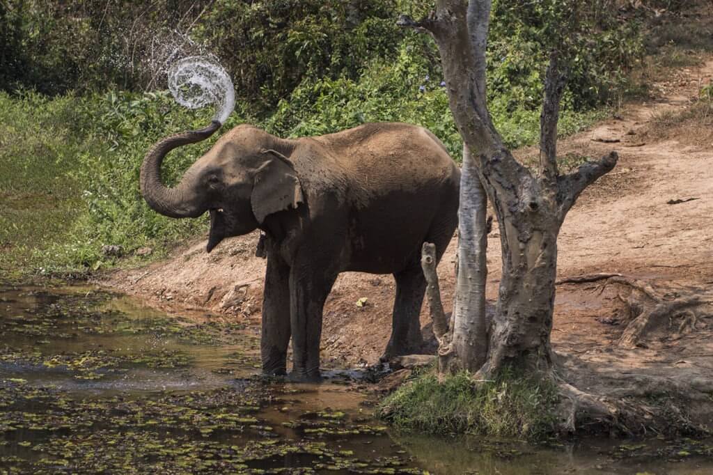 Mae Kham Ohn is a very tall, yellow-eyed cow that has raised to the status of Matriarch within her herd.