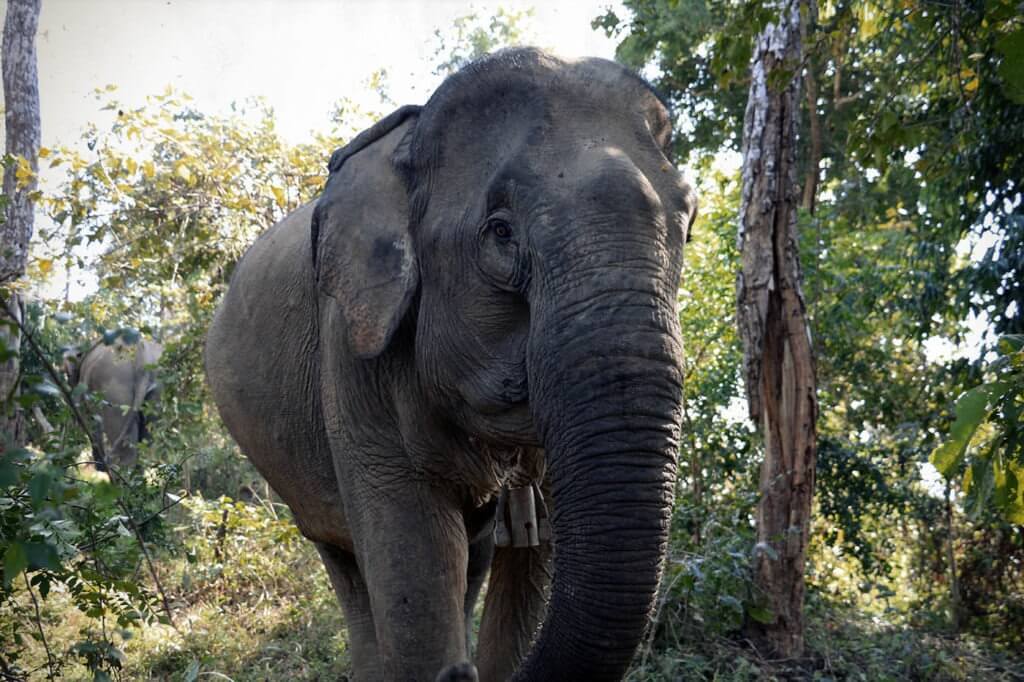 Mae Kham Peng is an adult cow that was rescued from an illegal trafficking operation involving a Middle Eastern Zoo.