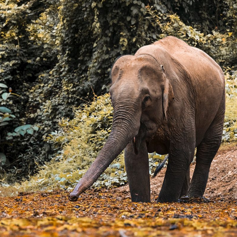 Mae Kham drinking from pond at the elephant conservation center