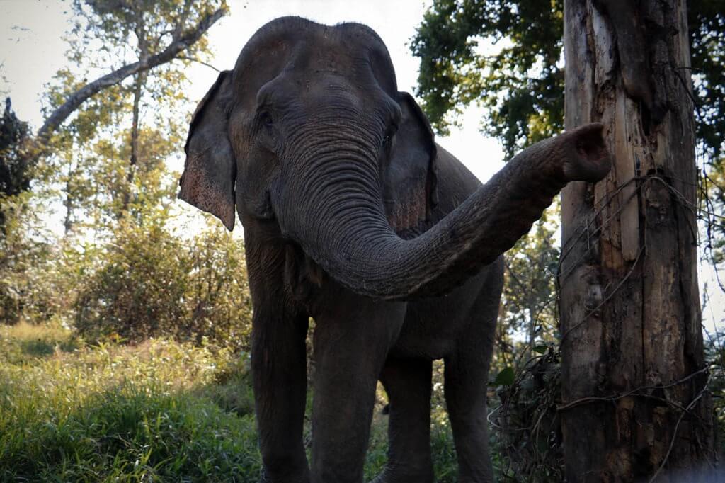 A life of isolation in the logging industry made Mae Khoun develop a certain distance with other elephants.