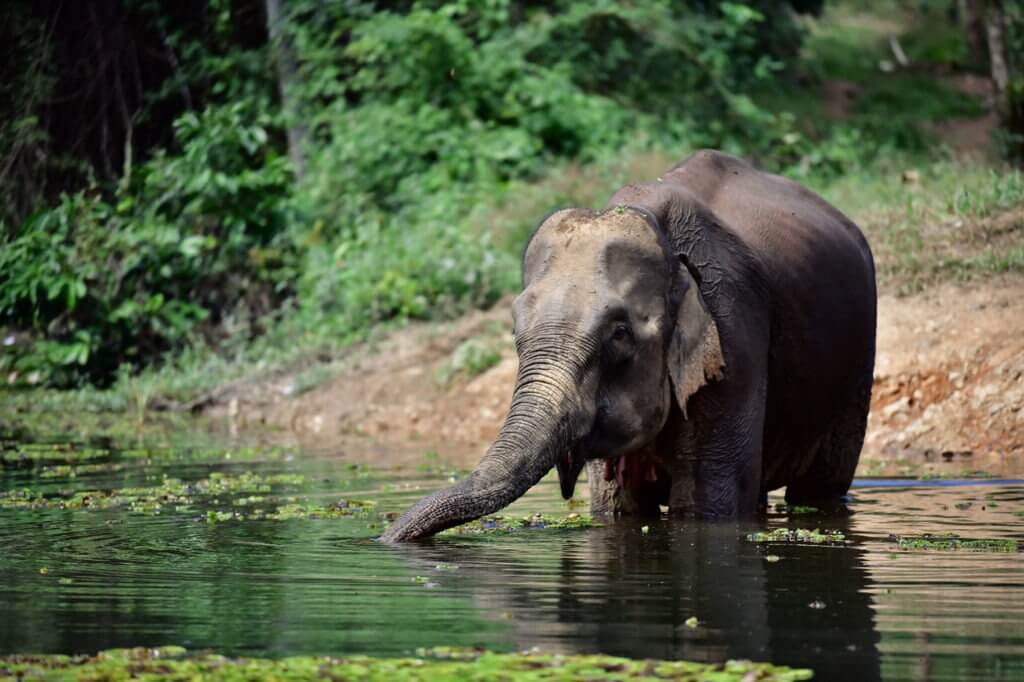 A mother of 2, Mae Lay Kham was rescued from an illegal trade deal involving a zoo from a Middle Eastern country.