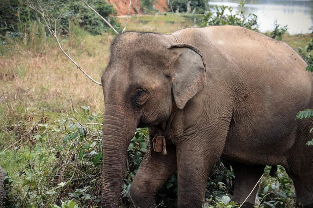 MAE KEO KHOUN ShyRescued Elephant