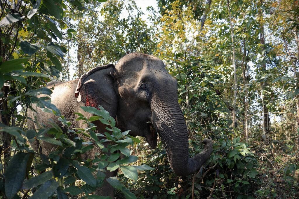 Mae Khoun Noy is an adult cow that was rescued from an illegal trafficking operation involving a Middle Eastern Zoo.