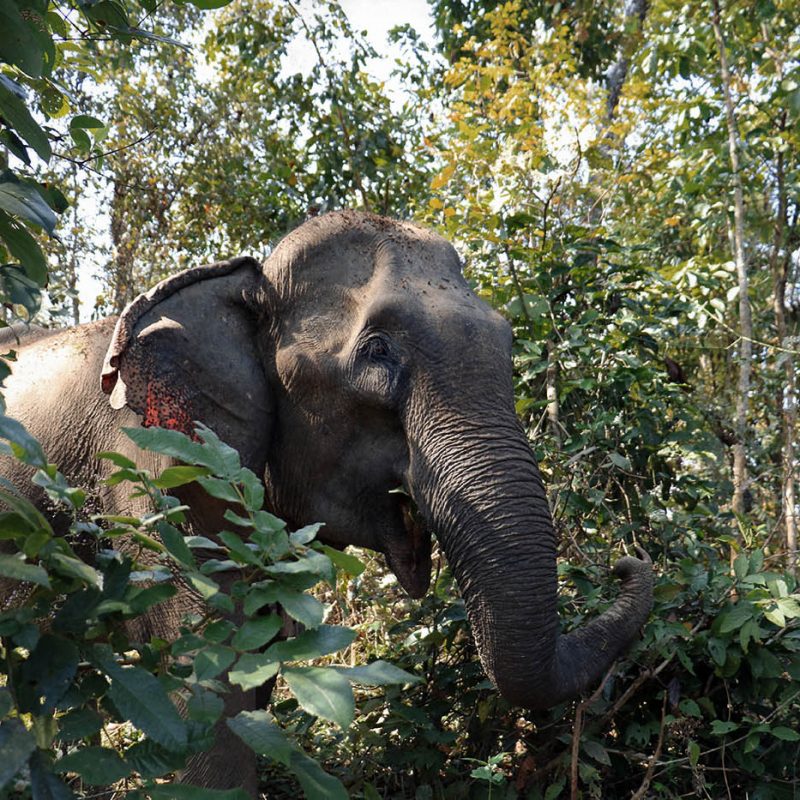 Mae khoun noy in the forest at the Elephant Conservation Center