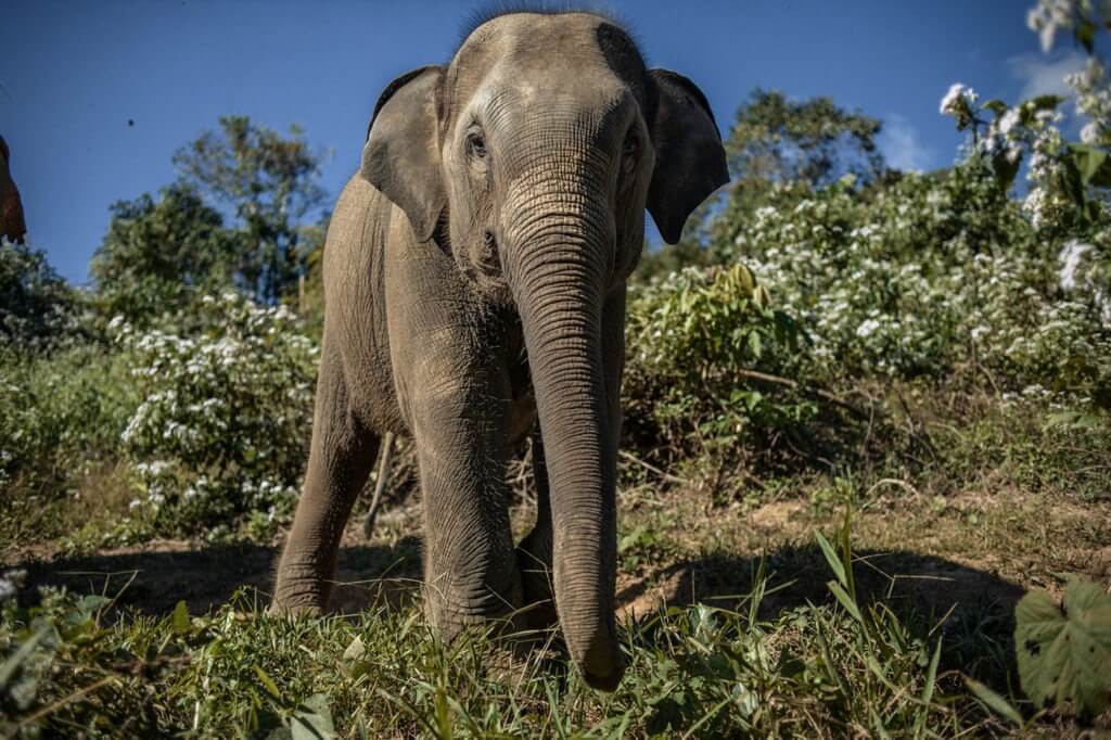Mae Boua Ngeun came to the ECC at an early age with her mother. One elephant that will hopefully never be made to work.