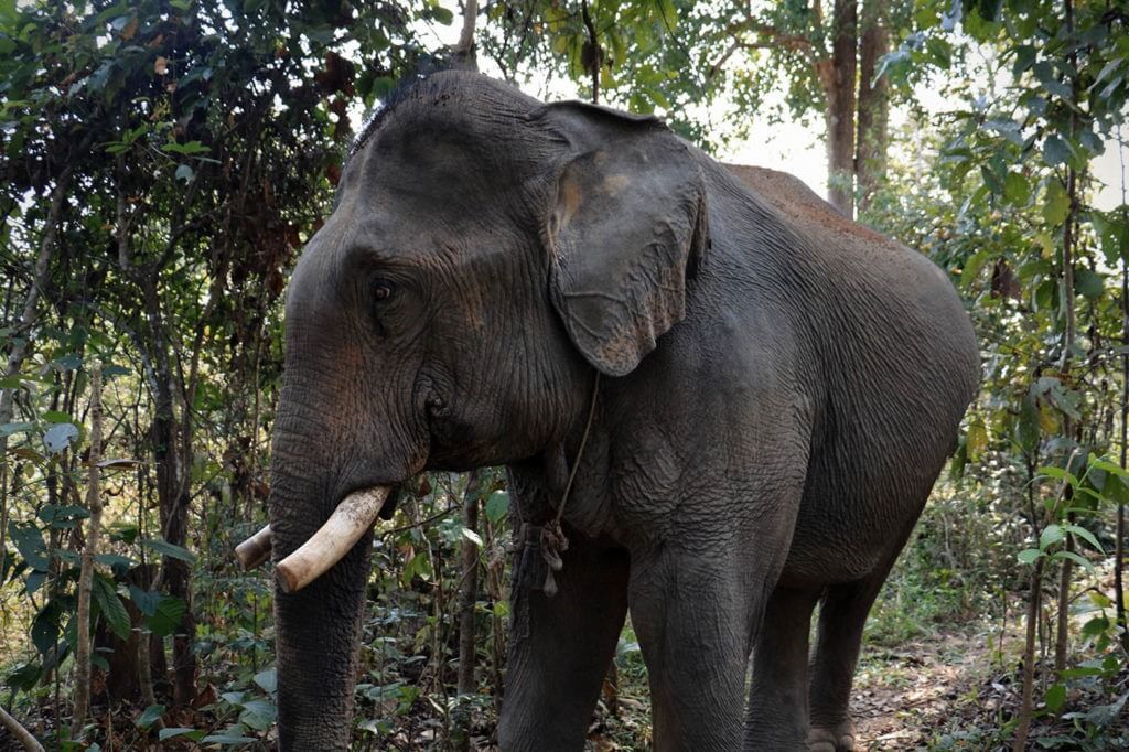 Phai Kham Sing is a beautiful young tusker that was rescued from a trafficking operation with a Middle Eastern Zoo.