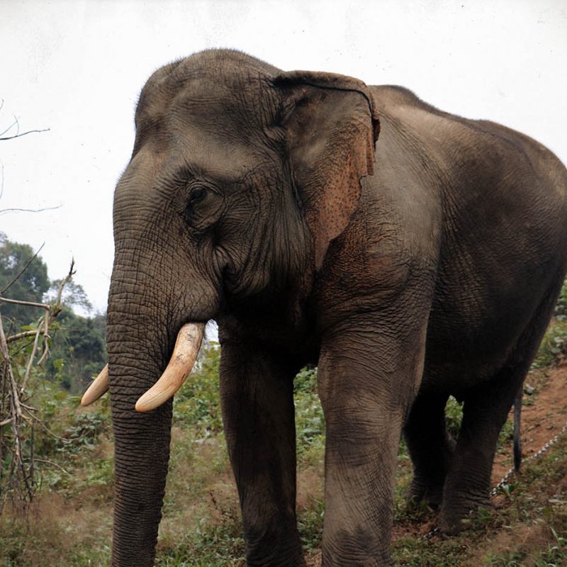 Xayo with trunks visible. 