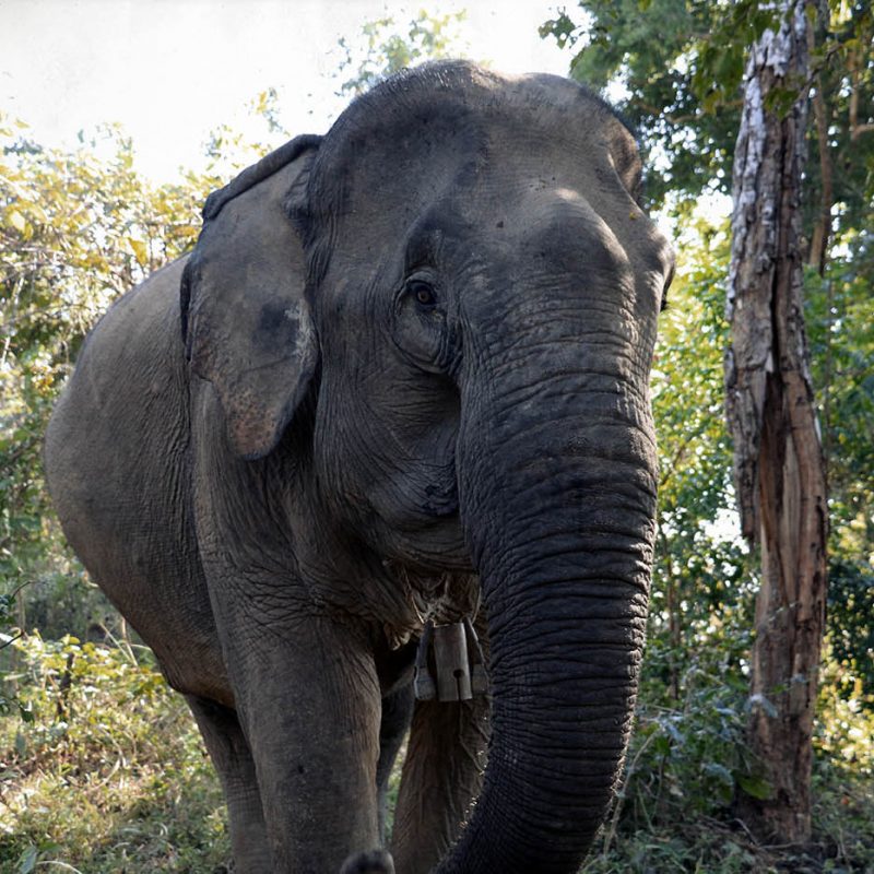 Mae Kham Peng Mae Kham Peng