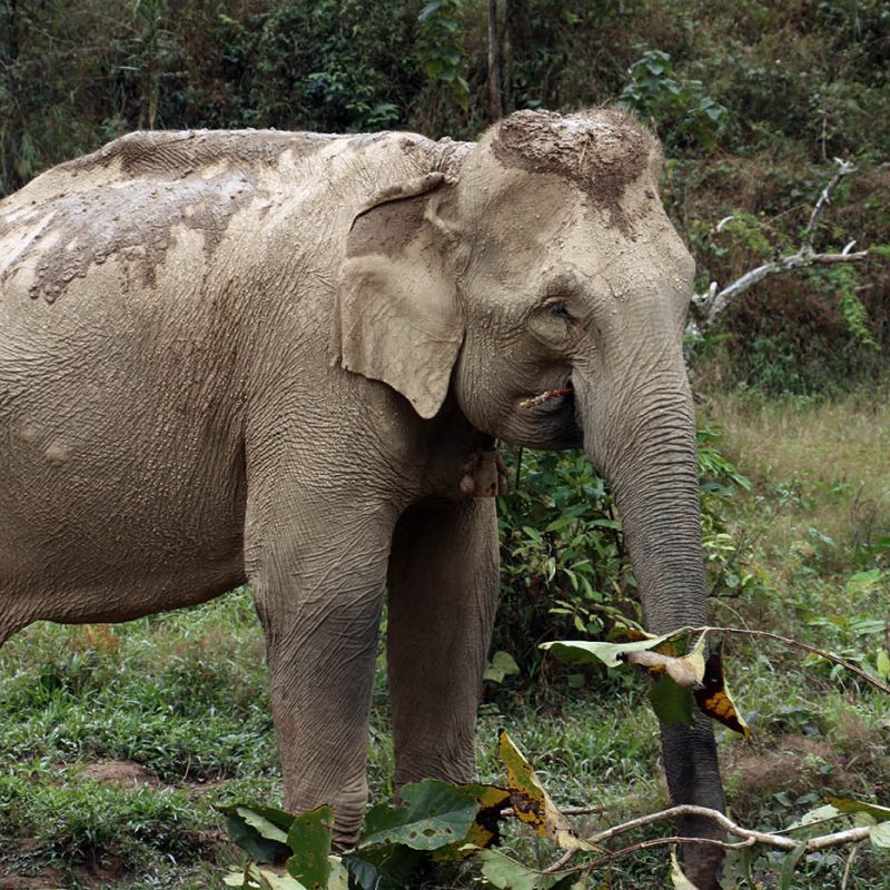 Mae Khoun Song Mae Khoun Song