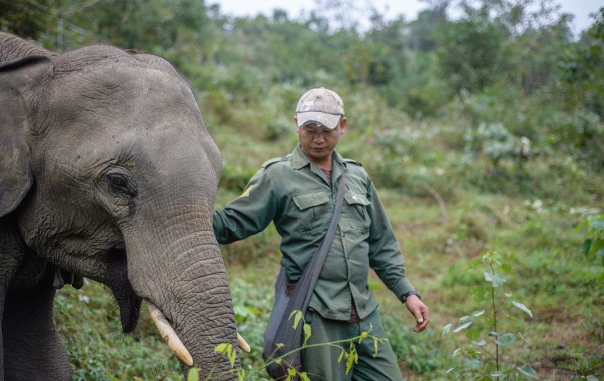 Seven-year-old elephant with the mahout (elephant keeper) in the Elephant Conservation Center, Sayaboury, Laos, in December 2018. Laos was known as ‘The land of a million elephants’ in the past, today the elephant population in the country stands at around 800 individuals. Half of them is made up of captive elephants, and their number is in decline; the owners are not interested in breeding animals (the cow needs at least four years out of work during her pregnancy and lactation), illegal trafficking to China and other neighboring countries continues. Against this backdrop, the Elephant Conservation Center is the only one organization in Laos who is interested in maintaining the population and breeding of elephants. They have the only elephant hospital and research laboratory in Laos. The Center was created in 2011, and now the team is protecting 29 elephants that had been working in the logging industry or mass tourism, and 530 hectares of forest around Nam Tien Lake in Sayaboury. ‘If we have extra money, we buy an elephant,’ says Anthony, the manager. The primary goal of the Center, besides conservation and breeding, is to reintroduce socially coherent groups of healthy elephants to a natural forest where they can contribute to the increase of the wild population. For this reason, a special socialization programme has been developed by the biologists, where domesticated elephants learn to communicate and survive in the wild under the supervision of specialists. ‘There are not enough elephants in Laos,’ says Chrisantha, the biologist of the center. ‘We need around 5000 of a species to sustain a population, and we are nowhere near that. The efforts we are making now at least give a bit of hope for the future.’ (Photo by Oleksandr Rupeta)