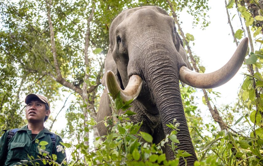 Mahouts (elephant keepers) take elephants to a new place deep in the forest in the Elephant Conservation Center, Sayaboury, Laos, in December 2018. Laos was known as ‘The land of a million elephants’ in the past, today the elephant population in the country stands at around 800 individuals. Half of them is made up of captive elephants, and their number is in decline; the owners are not interested in breeding animals (the cow needs at least four years out of work during her pregnancy and lactation), illegal trafficking to China and other neighboring countries continues. Against this backdrop, the Elephant Conservation Center is the only one organization in Laos who is interested in maintaining the population and breeding of elephants. They have the only elephant hospital and research laboratory in Laos. The Center was created in 2011, and now the team is protecting 29 elephants that had been working in the logging industry or mass tourism, and 530 hectares of forest around Nam Tien Lake in Sayaboury. ‘If we have extra money, we buy an elephant,’ says Anthony, the manager. The primary goal of the Center, besides conservation and breeding, is to reintroduce socially coherent groups of healthy elephants to a natural forest where they can contribute to the increase of the wild population. For this reason, a special socialization programme has been developed by the biologists, where domesticated elephants learn to communicate and survive in the wild under the supervision of specialists. ‘There are not enough elephants in Laos,’ says Chrisantha, the biologist of the center. ‘We need around 5000 of a species to sustain a population, and we are nowhere near that. The efforts we are making now at least give a bit of hope for the future.’ (Photo by Oleksandr Rupeta)