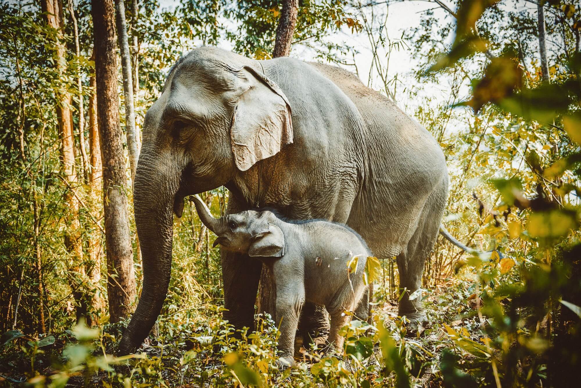 BREEDING - Elephant Conservation Center