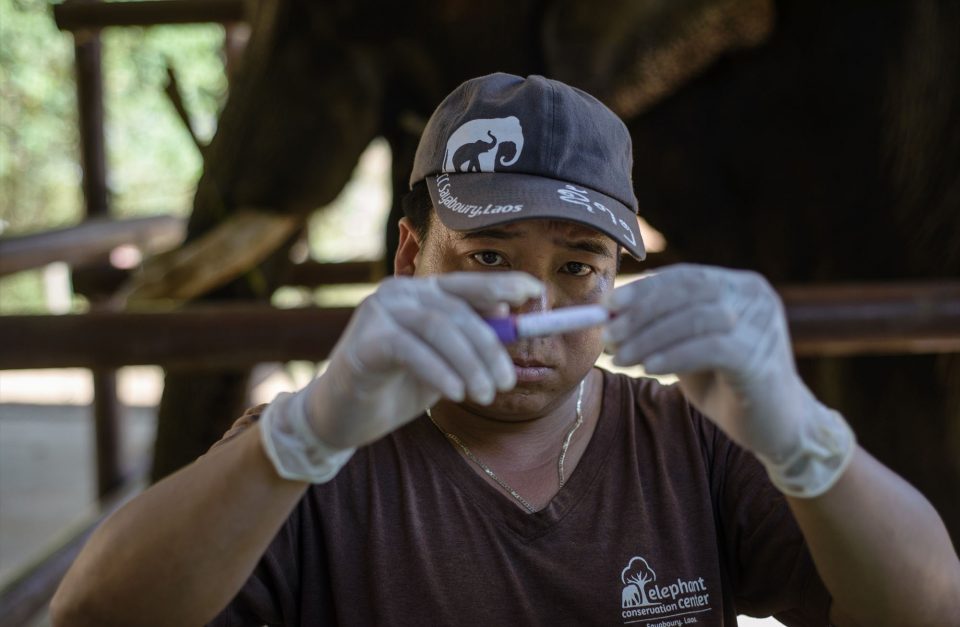 Vet at the Elephant Conservation Center doing lab work with elephant in the background