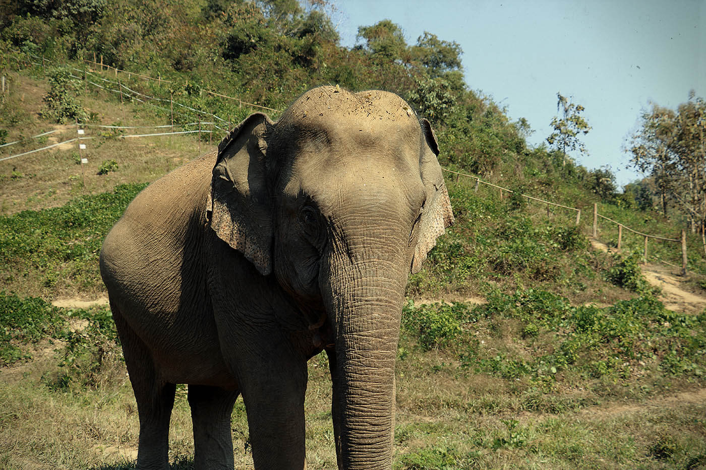 Mae Khian - Elephant Conservation Center