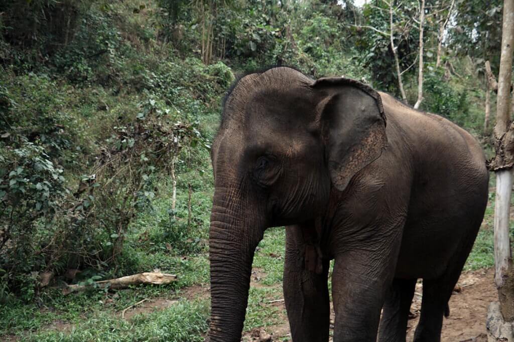 Mae Bounmah is an adult cow that was rescued from an illegal trafficking operation involving a Middle Eastern Zoo.