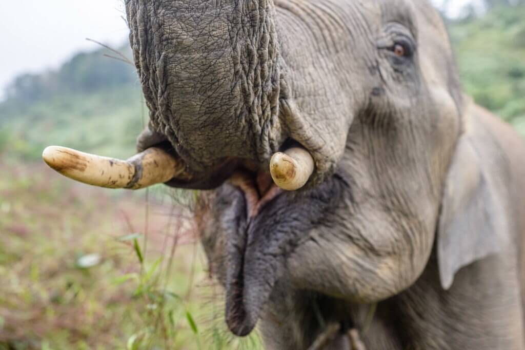 Suriya is a powerful little tusker who was raised his whole life at ECC that he joined in 2011 with his mother Mae Venh