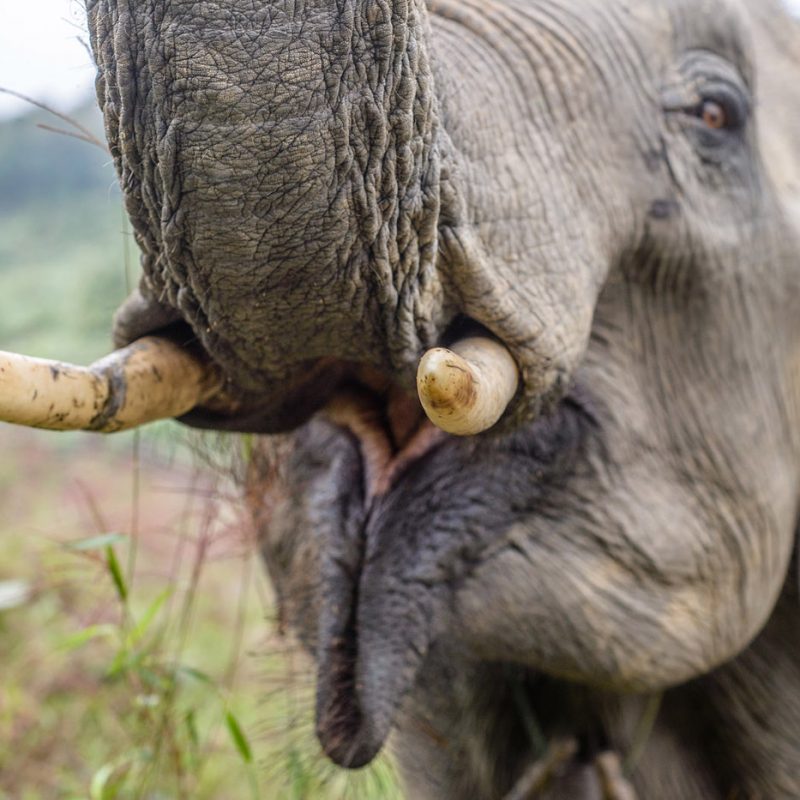 Close-up of the elephant in the Elephant Conservation Center, Sayaboury, Laos, in December 2018. Laos was known as ‘The land of a million elephants’ in the past, today the elephant population in the country stands at around 800 individuals. Half of them is made up of captive elephants, and their number is in decline; the owners are not interested in breeding animals (the cow needs at least four years out of work during her pregnancy and lactation), illegal trafficking to China and other neighboring countries continues. Against this backdrop, the Elephant Conservation Center is the only one organization in Laos who is interested in maintaining the population and breeding of elephants. They have the only elephant hospital and research laboratory in Laos. The Center was created in 2011, and now the team is protecting 29 elephants that had been working in the logging industry or mass tourism, and 530 hectares of forest around Nam Tien Lake in Sayaboury. ‘If we have extra money, we buy an elephant,’ says Anthony, the manager. The primary goal of the Center, besides conservation and breeding, is to reintroduce socially coherent groups of healthy elephants to a natural forest where they can contribute to the increase of the wild population. For this reason, a special socialization programme has been developed by the biologists, where domesticated elephants learn to communicate and survive in the wild under the supervision of specialists. ‘There are not enough elephants in Laos,’ says Chrisantha, the biologist of the center. ‘We need around 5000 of a species to sustain a population, and we are nowhere near that. The efforts we are making now at least give a bit of hope for the future.’ (Photo by Oleksandr Rupeta)