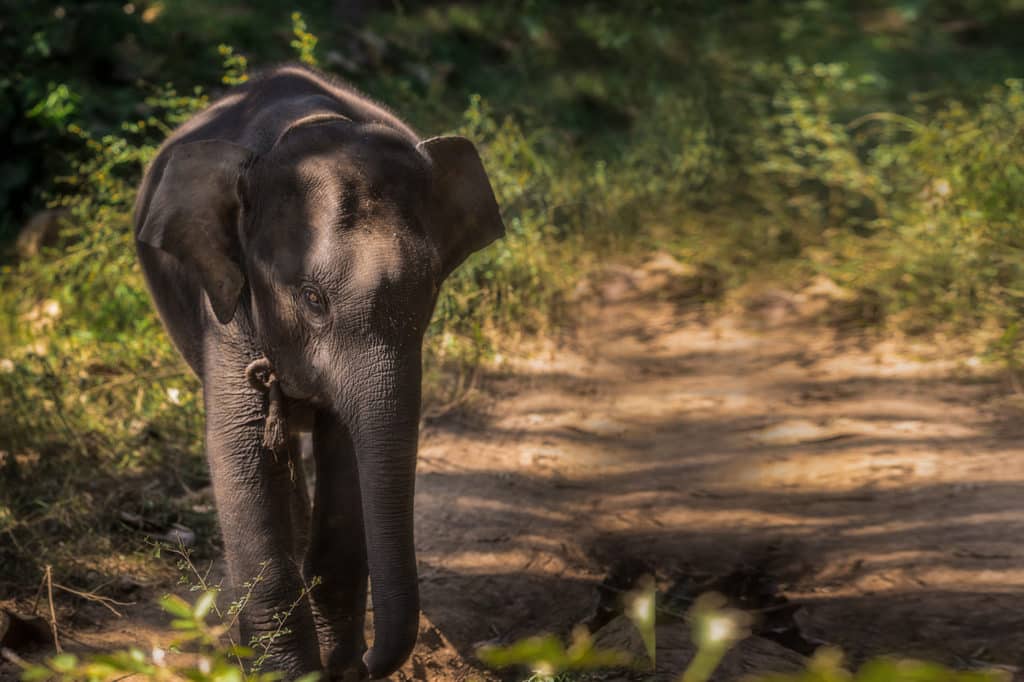 Youngest of the herd as of 2025. Hope for the future of elephant conservation in Laos.