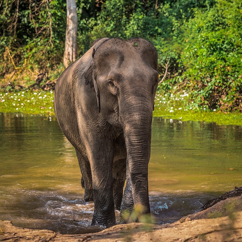 MAE VAN DEE MAE VAN DEE