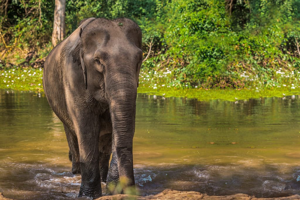 A jumpy, playful and joyful cow!