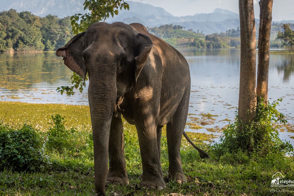 Sociable and playful member of the herd, with pink freckles on her ears.