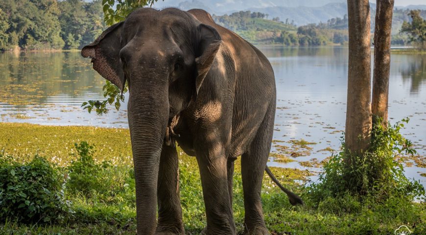 Mae Boua Phan_SIZE OK