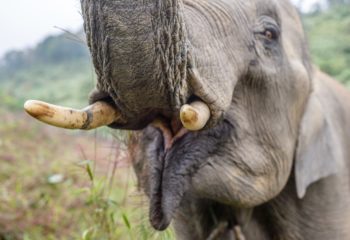 Close-up of the elephant in the Elephant Conservation Center, Sa
