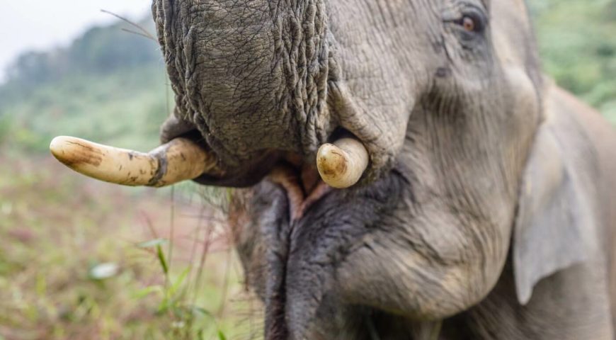 Close-up of the elephant in the Elephant Conservation Center, Sa