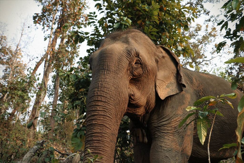 Mae Bounmy Noy was rescued as part of an operation against illegal traffickers.