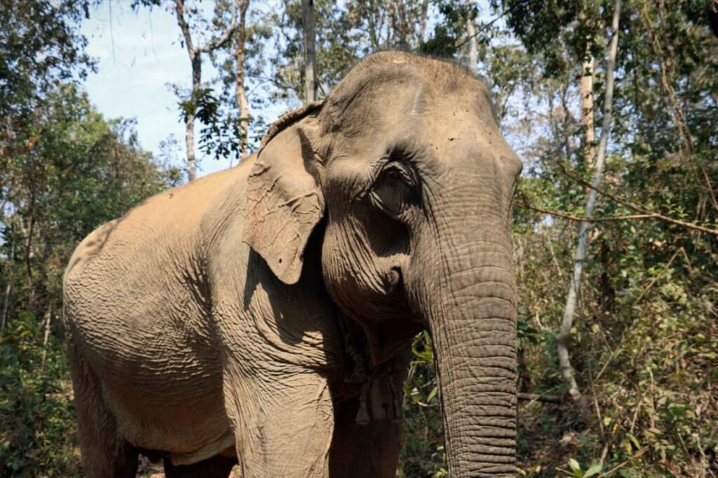 Mae Bounmy Nyai was rescued as part of an operation against illegal traffickers.