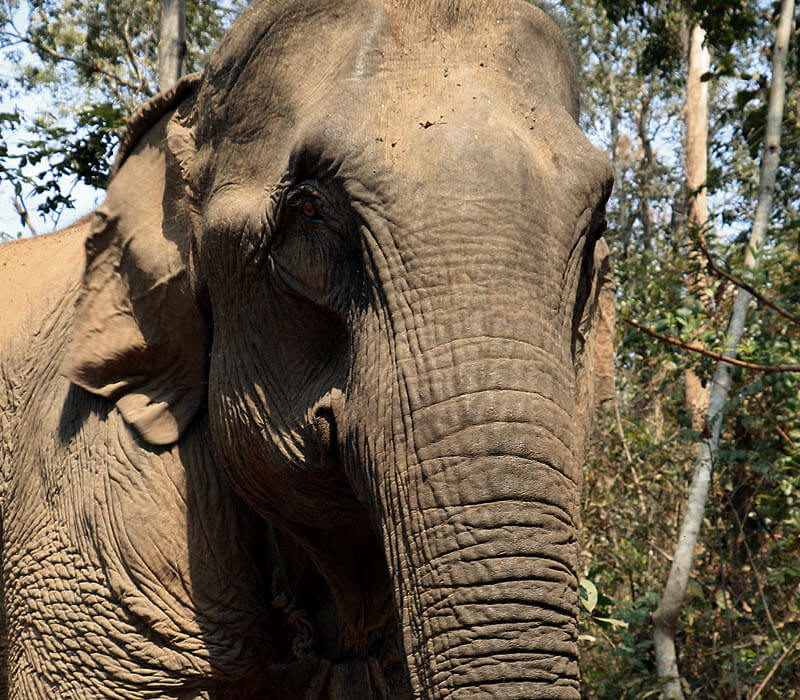 Mae Bounmy Nyai Mae Bounmy Nyai