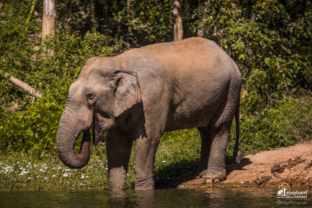 Thong Khoun is rather solitary and bears no tusks.