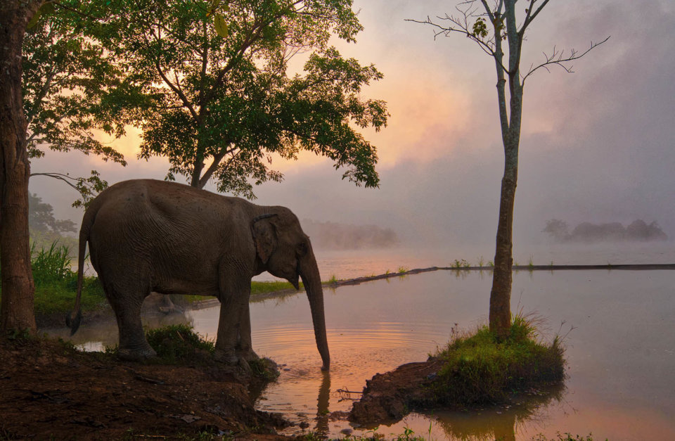 PROTECTING ELEPHANTS