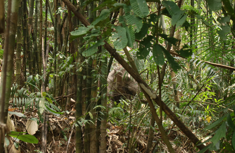 PROTECTING HABITAT