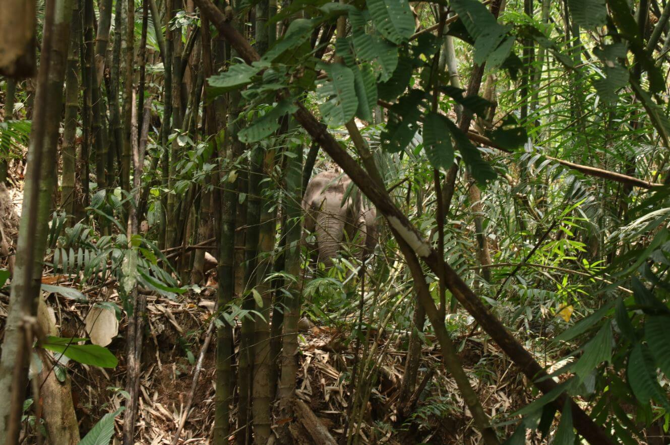 elephants - back to the wild part 1