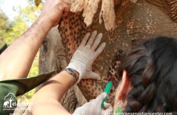 ElephantConservationCenter_Bloodsamples (54)