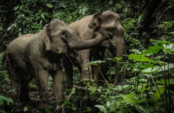 Mekong Elephant Park