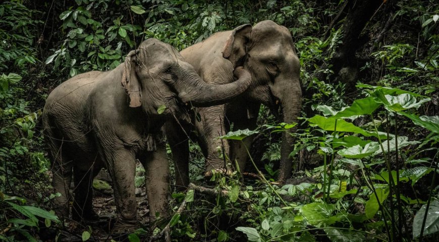 Mekong Elephant Park