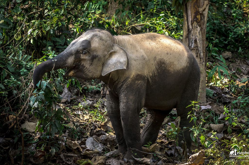Mae Champa is a playful and curious young elephant.