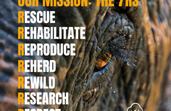 Asian Elephant Awareness Month 2024 - Social Posts copy