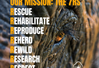 Asian Elephant Awareness Month 2024 - Social Posts copy