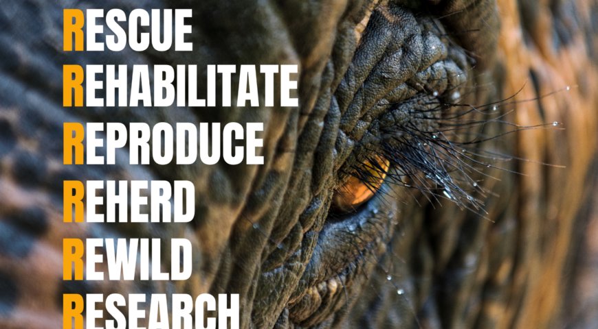 Asian Elephant Awareness Month 2024 - Social Posts copy