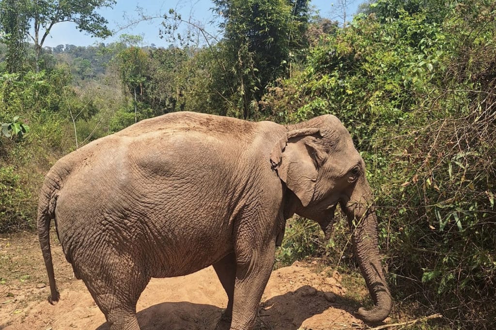 Mae Keo Khoun is a shy cow elephant that was rescued from the Lao Zoo in 2023