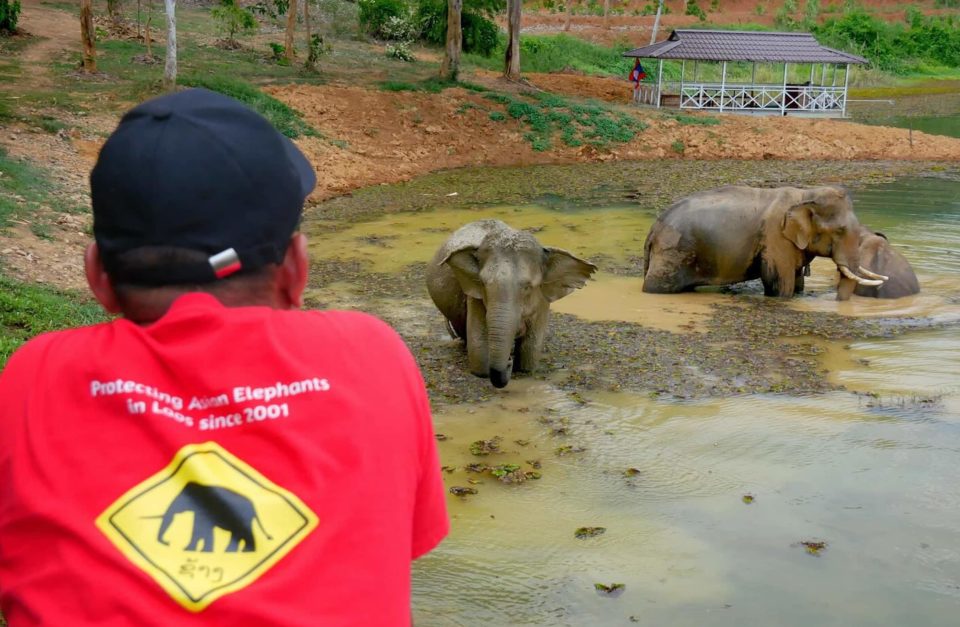 7-Day Elephantology